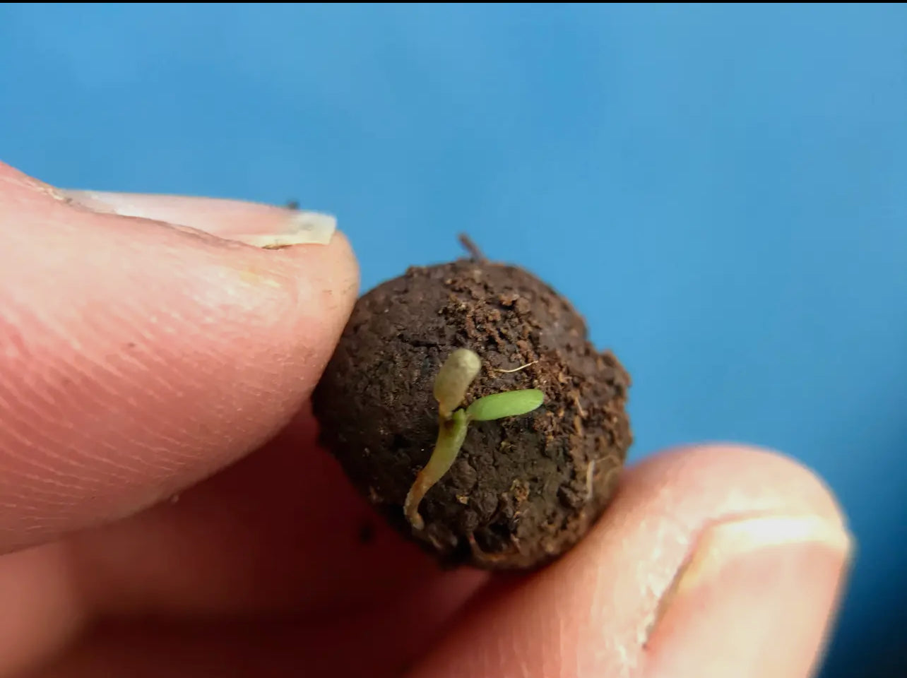 Save The Bees. 3x matchbox sized seed bombs. Great as little gifts or to re-wild your garden. Bee friendly plants.