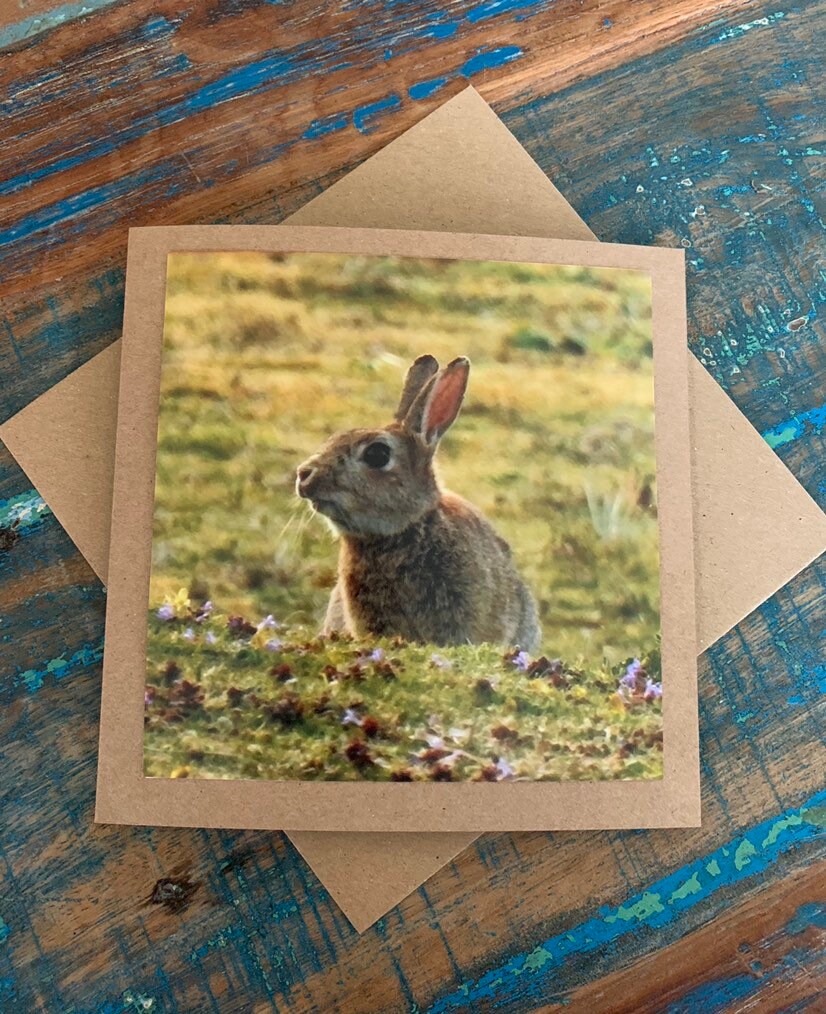 Rabbit in heather. Photo card, rabbit card, wildlife card. Handmade card, recycled card, blank card, birthday card, English nature card.