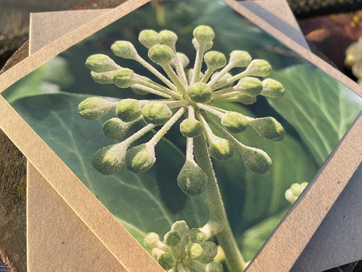 Ivy card, Flower card, recycled card. Eco friendly card. Handmade card, Birthday card, ethical card, photo card, thank you card, plant card