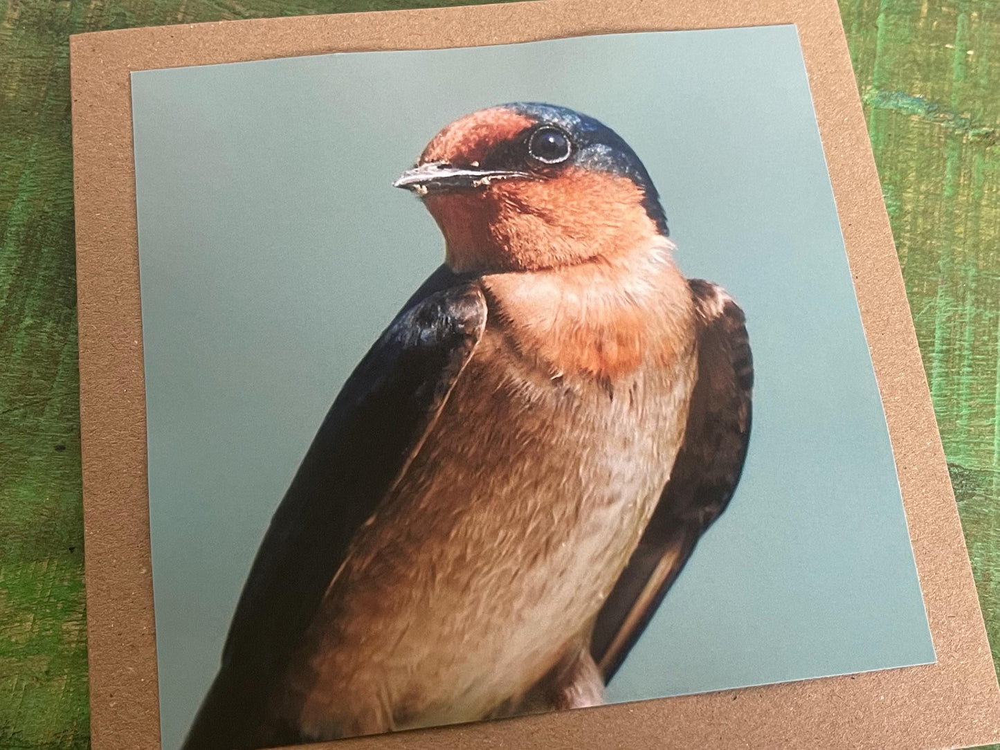 Wildlife photography card, birthday card, bird card. Eco friendly card. Handmade card. Thank you card, blank card. Bird photo. Ethical card