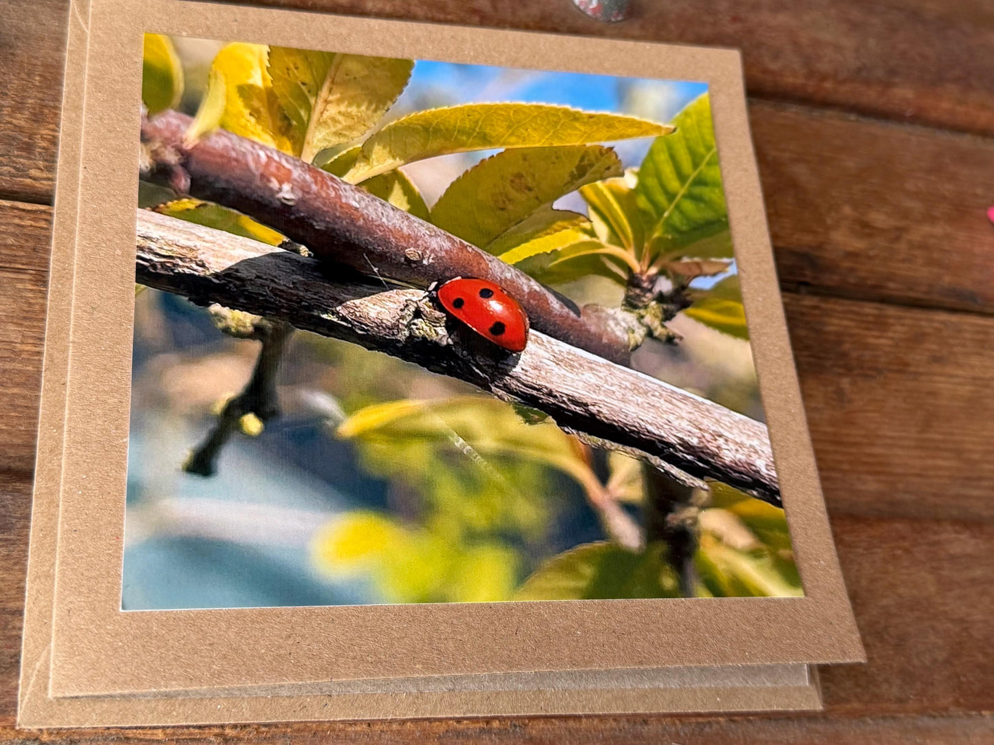 Ladybird card, recycled card, birthday card. Eco friendly card. Handmade card. Thank you card, blank card, English nature card, gift for her
