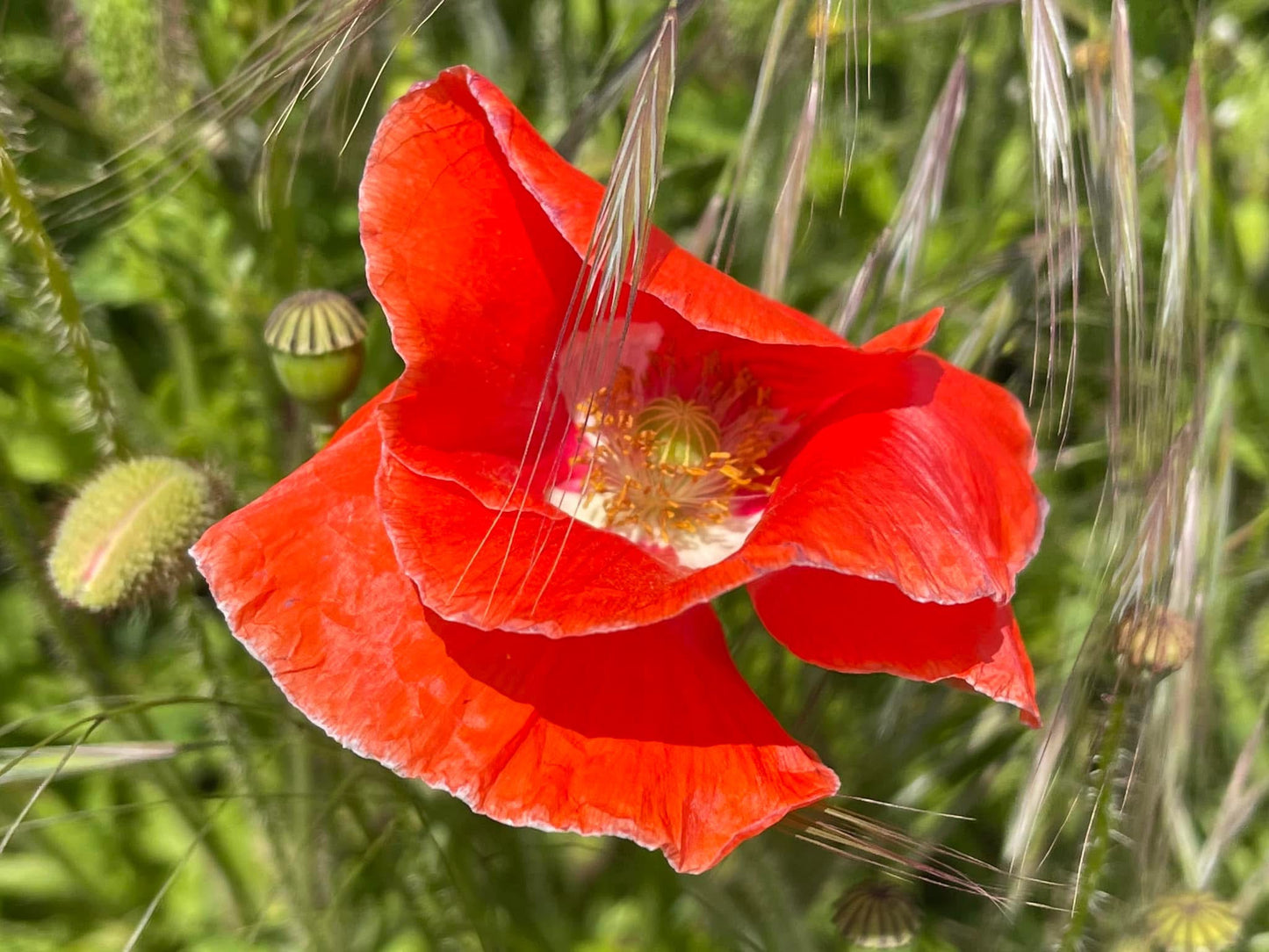 Poppy seed bombs. Flower bombs Save The Bees! Great as little gifts (perfect for remembrance) or to re-wild your garden. Bee friendly plants and gifts, made in the UK.