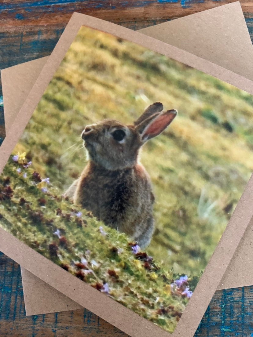 Rabbit in heather. Photo card, rabbit card, wildlife card. Handmade card,  recycled card, blank card, birthday card, English nature card.