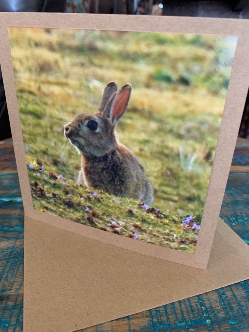 Rabbit in heather. Photo card, rabbit card, wildlife card. Handmade card,  recycled card, blank card, birthday card, English nature card.