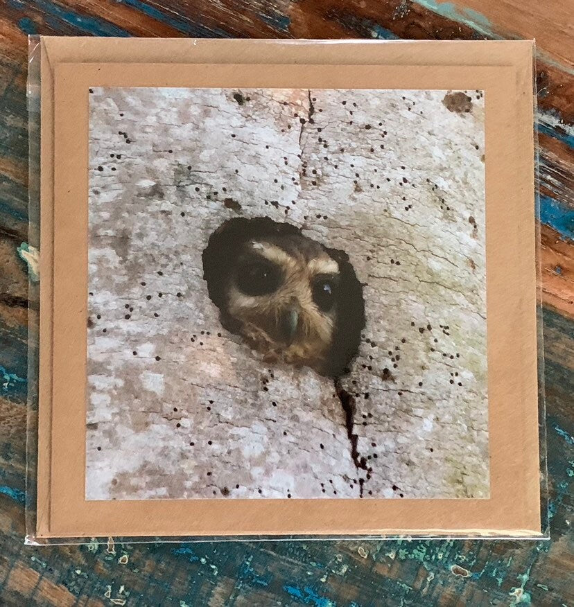 Owl card, recycled card, birthday card, nature card, gift for her. Handmade card, eco friendly card, wildlife card, handmade greetings card