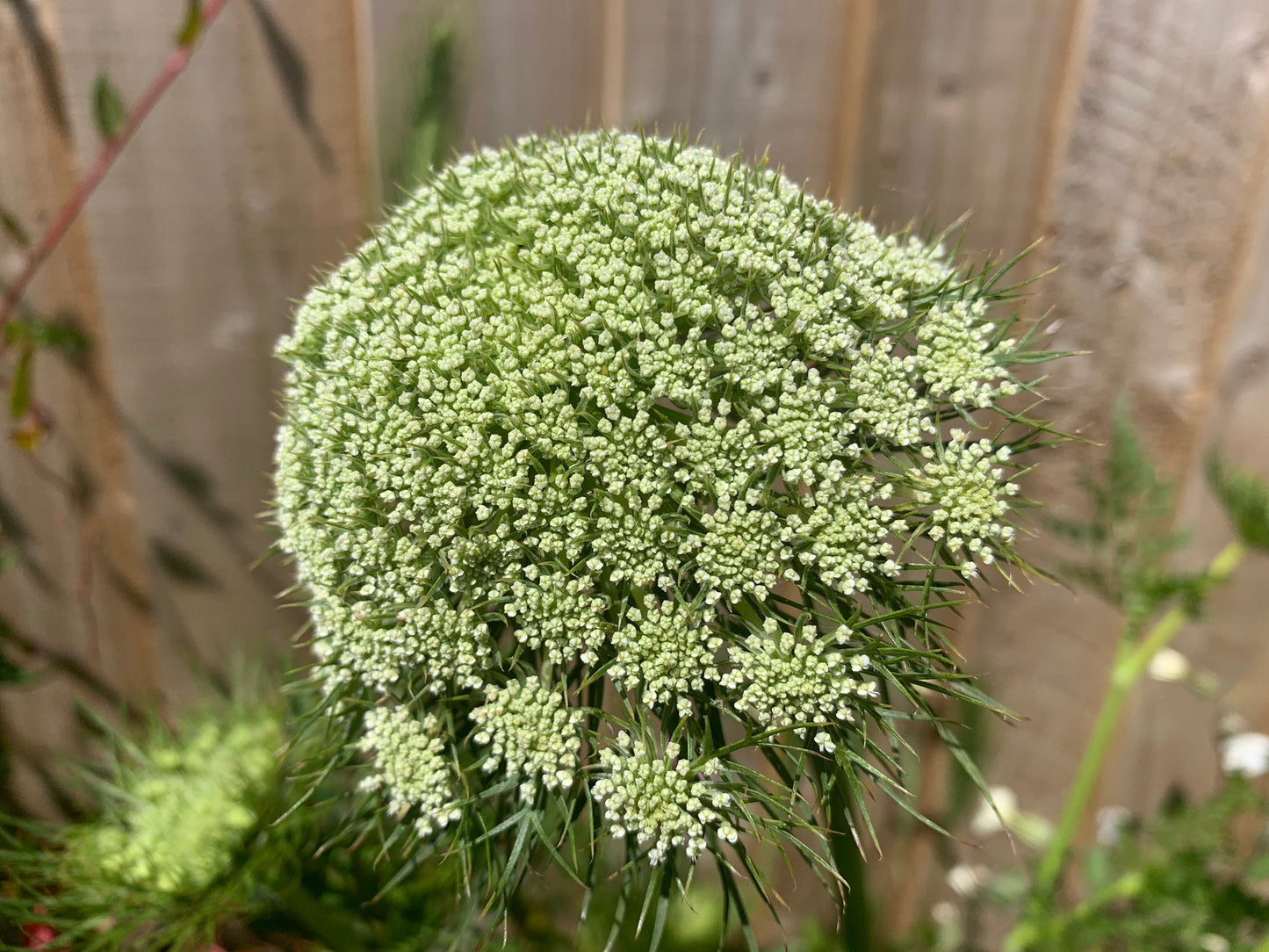 Wild carrot flower necklace, romantic necklace, ethical jewellery, unusual birthday gift for her, unique necklace, unusual gardeners gift