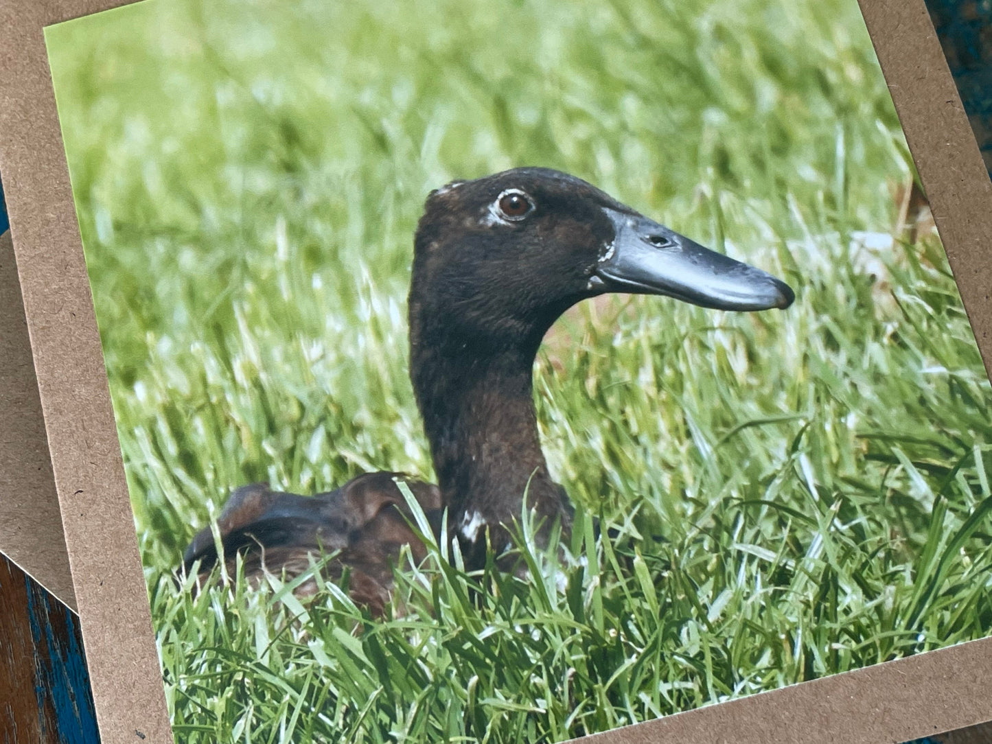 Puddle duck card, bird card, nature card, handmade card, photo card, thank you card. Easter card, birthday card. Blank gift card, wildlife