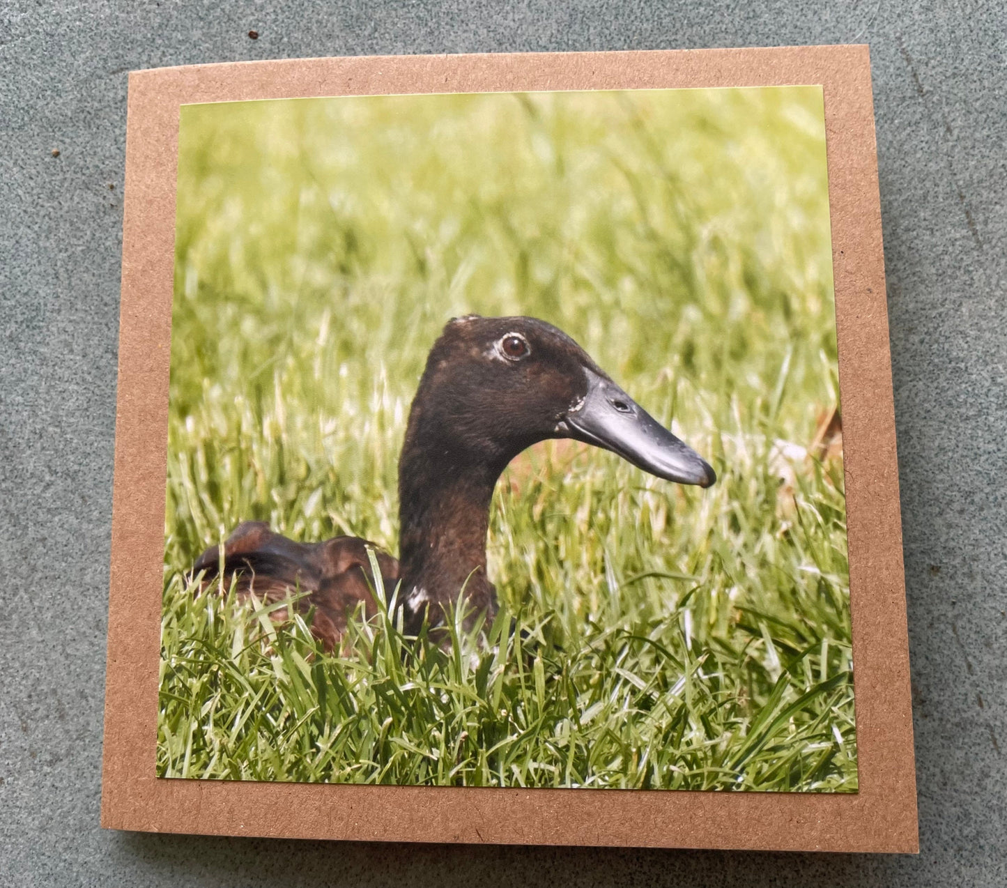 Puddle duck card, bird card, nature card, handmade card, photo card, thank you card. Easter card, birthday card. Blank gift card, wildlife