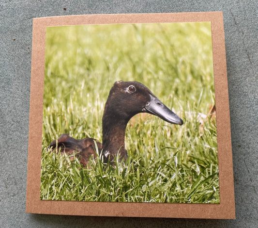 Puddle duck card, bird card, nature card, handmade card, photo card, thank you card. Easter card, birthday card. Blank gift card, wildlife