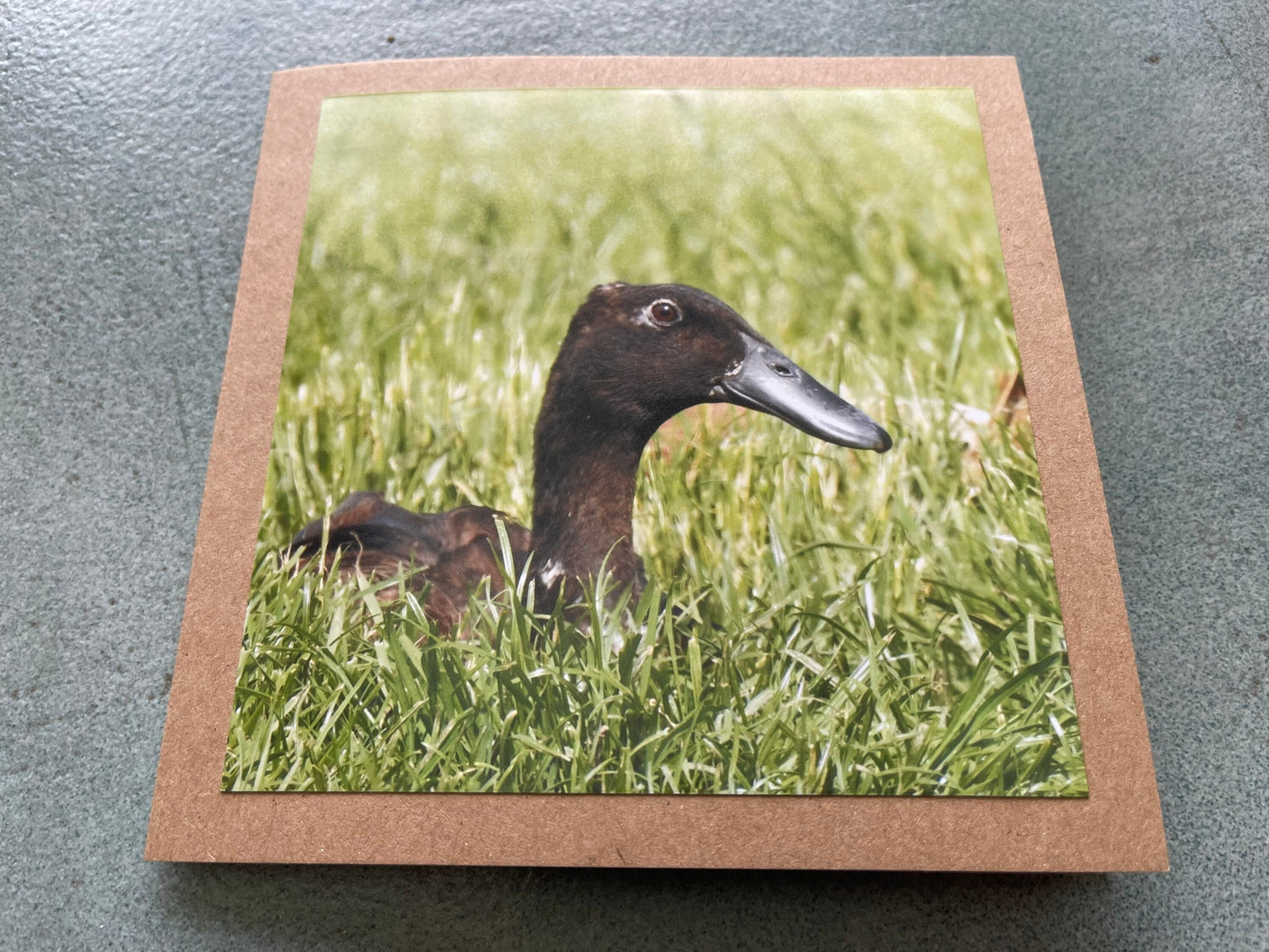Puddle duck card, bird card, nature card, handmade card, photo card, thank you card. Easter card, birthday card. Blank gift card, wildlife