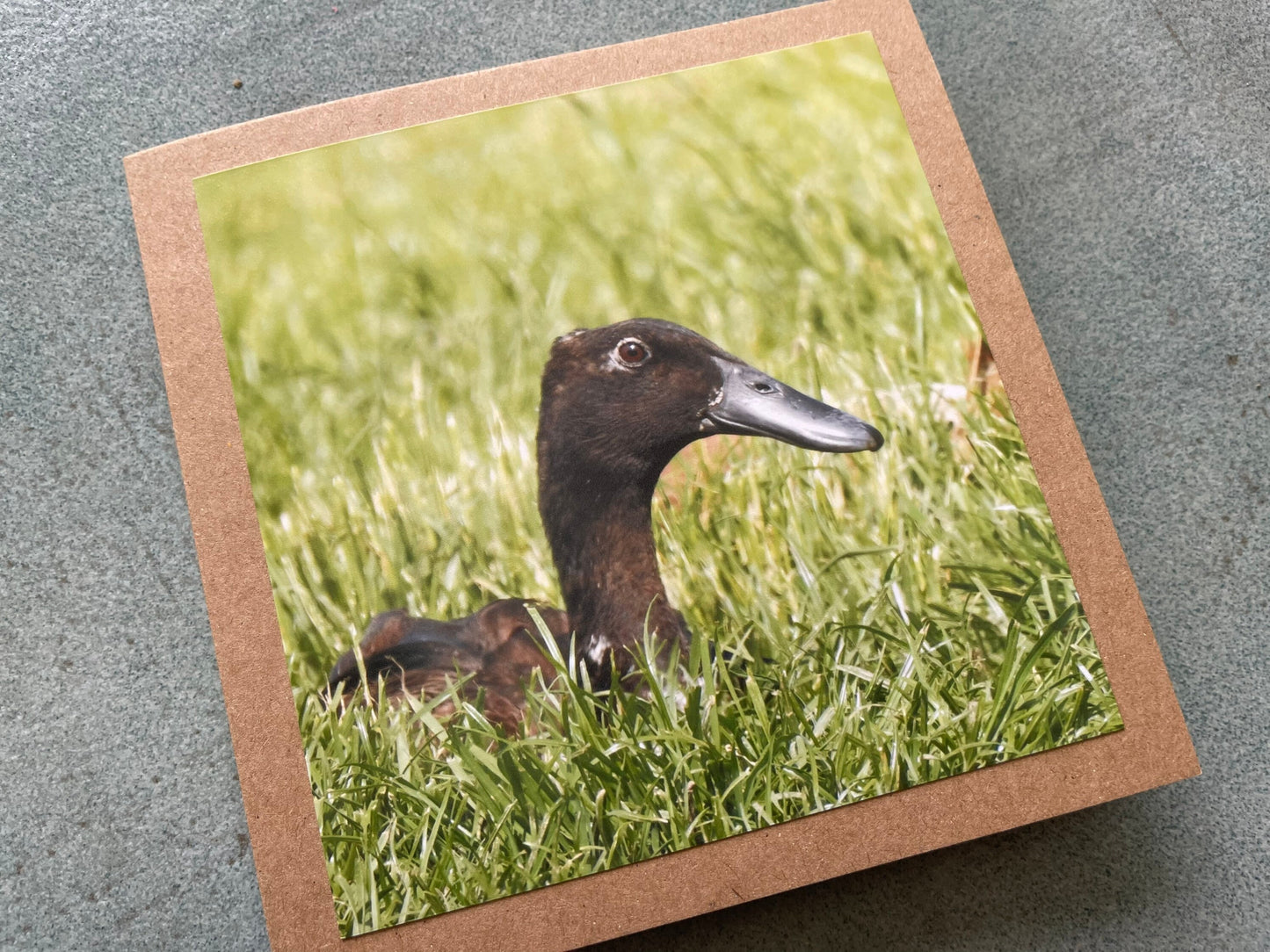 Puddle duck card, bird card, nature card, handmade card, photo card, thank you card. Easter card, birthday card. Blank gift card, wildlife