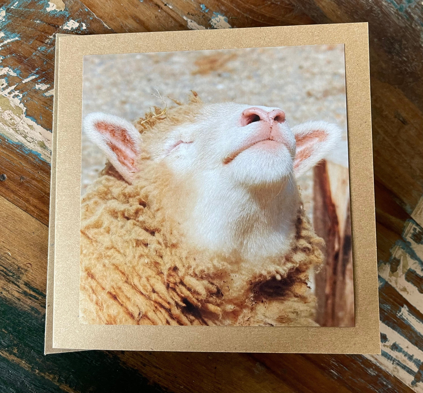 Sheep card, handmade card for her, gift for him. Recycled card, eco friendly card. Wildlife photography card, birthday card, nature card