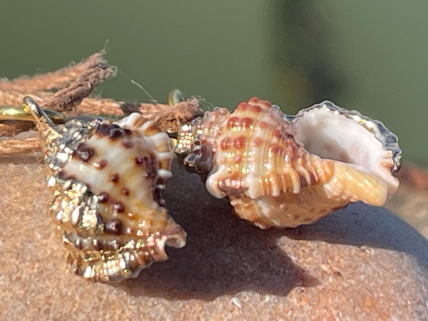 Pretty little painted gold shell necklace held on recycled brass and sustainable hemp. Shell jewellery. Boho jewellery. Eco friendly gifts.