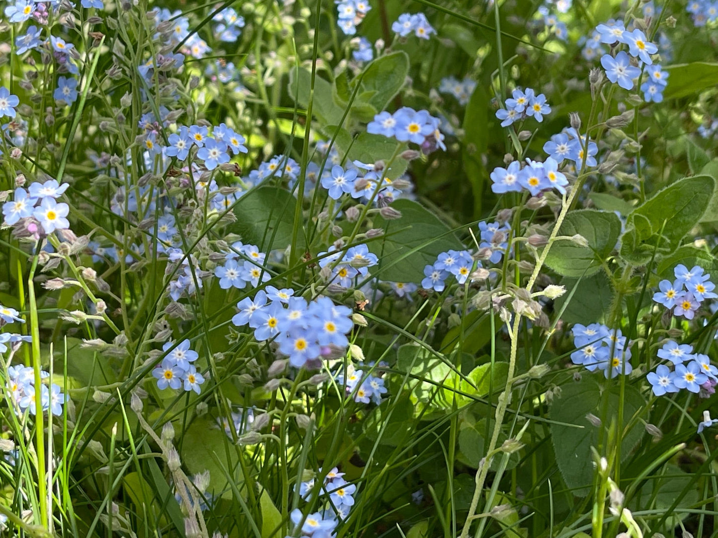 Flower necklace, ethical jewellery, forget me not necklace, handmade necklace, boho jewellery, flower pendant. Remembrance gifts.