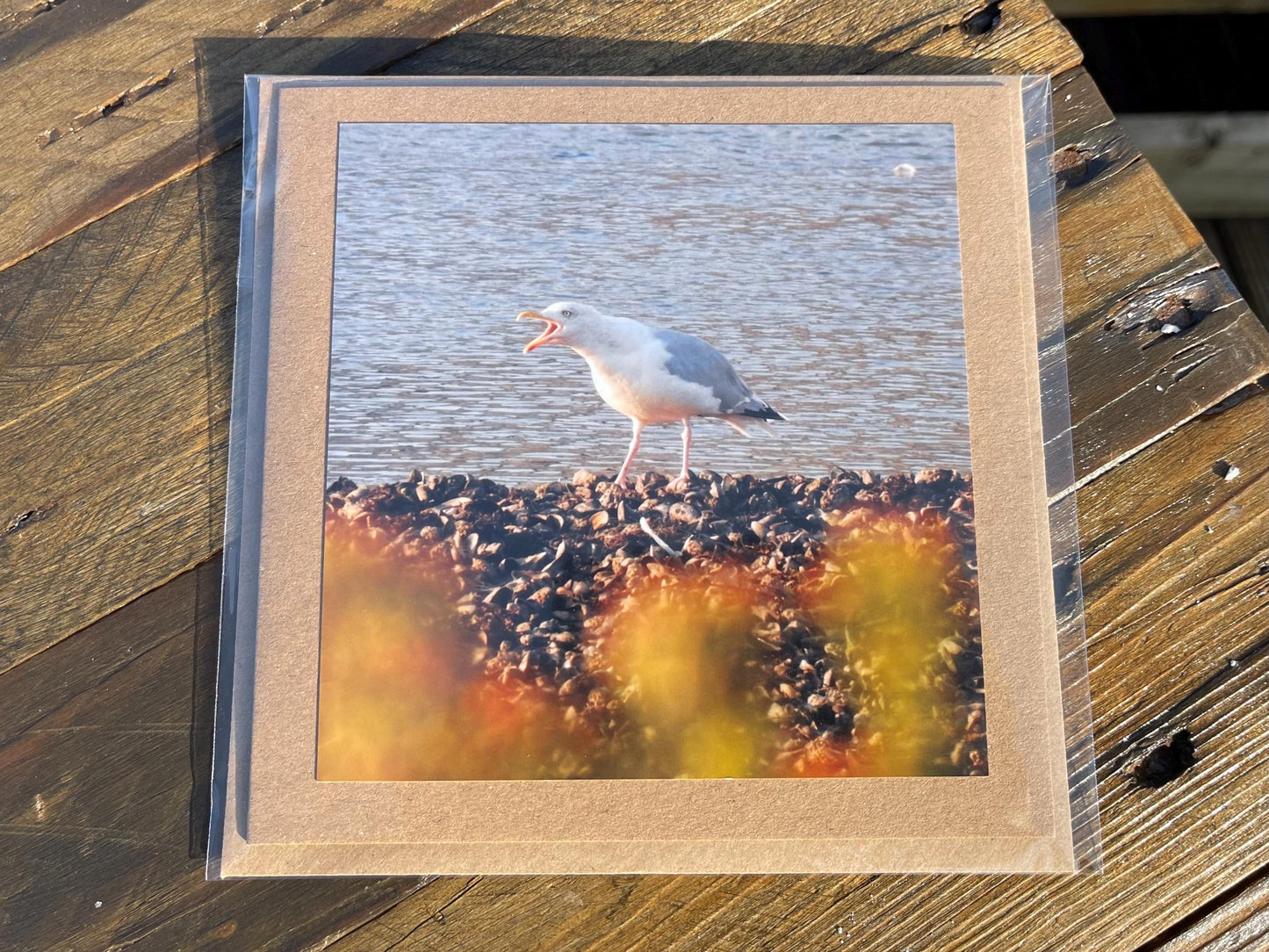 Seagull card, recycled card, handmade card, English wildlife photo card, nature card, blank card, gift for her, gift for him, homemade card