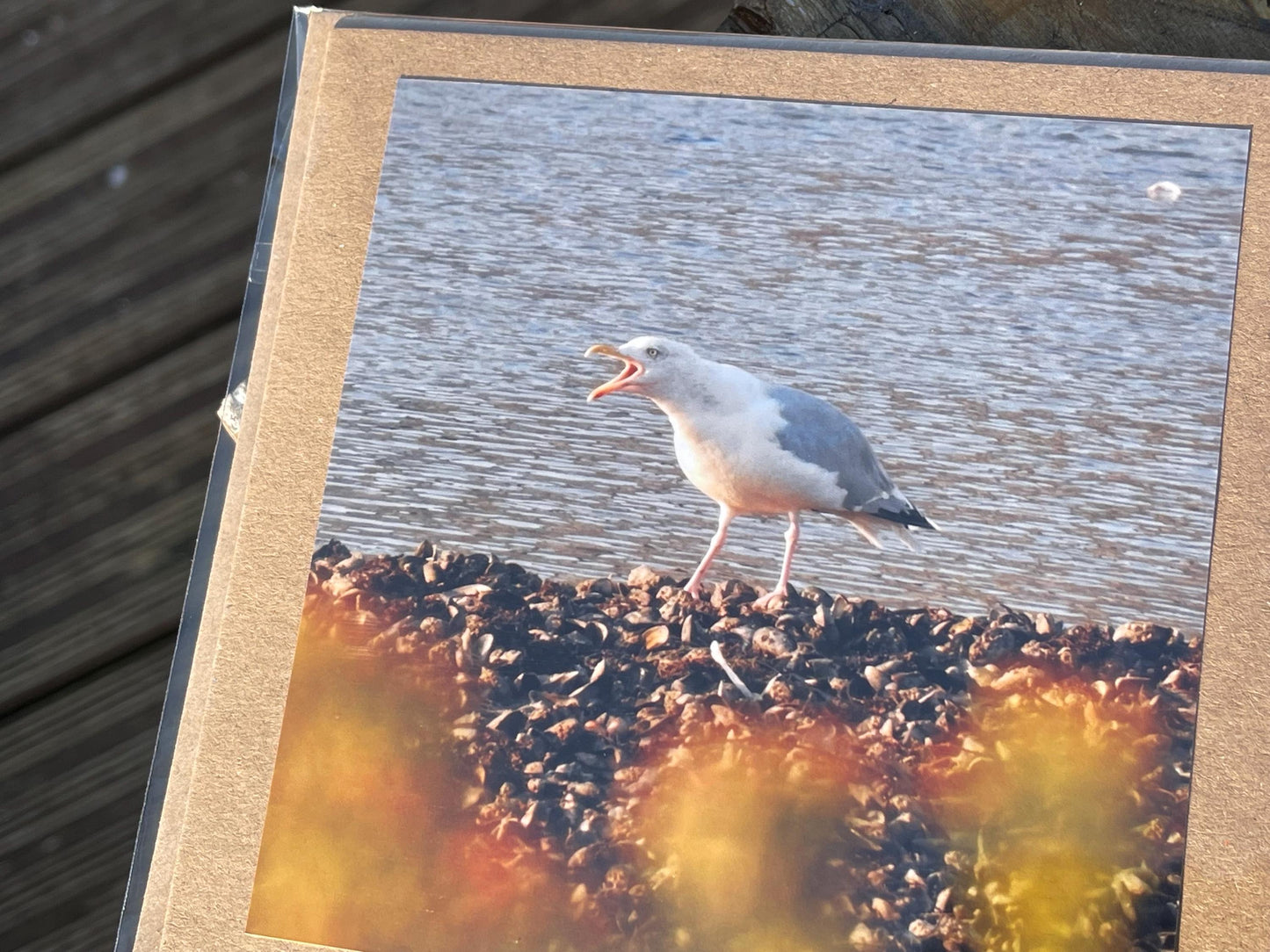Seagull card, recycled card, handmade card, English wildlife photo card, nature card, blank card, gift for her, gift for him, homemade card