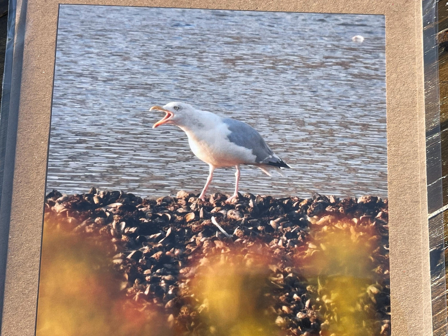 Seagull card, recycled card, handmade card, English wildlife photo card, nature card, blank card, gift for her, gift for him, homemade card