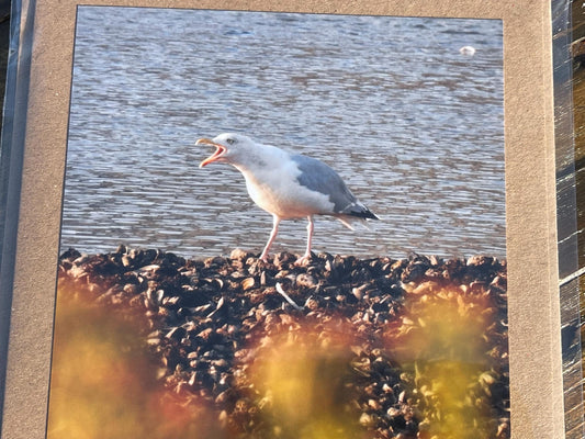 Seagull card, recycled card, handmade card, English wildlife photo card, nature card, blank card, gift for her, gift for him, homemade card
