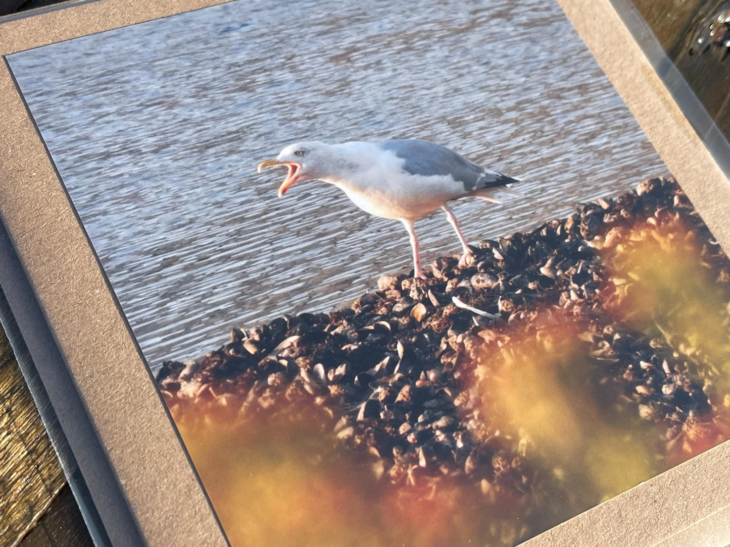 Seagull card, recycled card, handmade card, English wildlife photo card, nature card, blank card, gift for her, gift for him, homemade card
