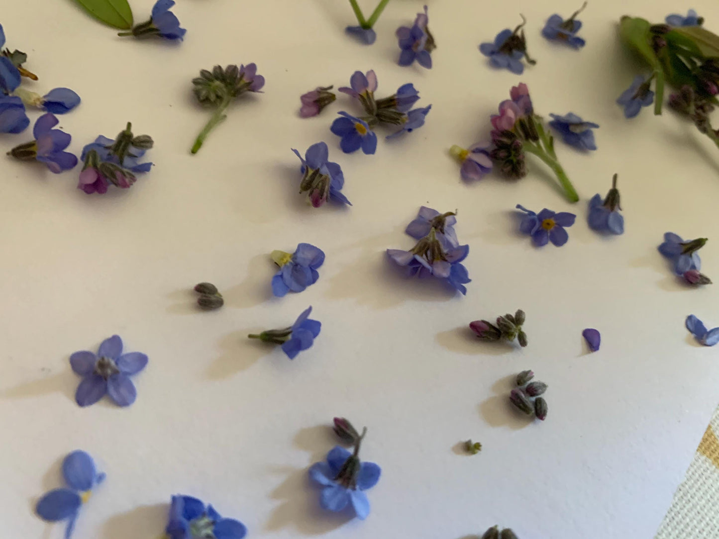 Forget-me-not bracelet or choker necklace. Boho gift for her, flower bracelet, remembrance bracelet, gardeners gift, Forget me not jewellery