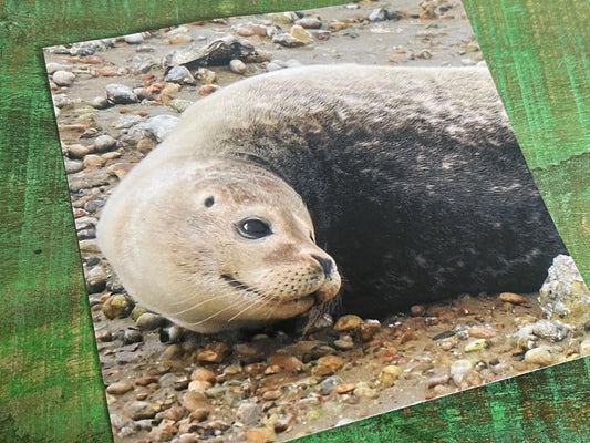 Seal card. Get well soon card, recycled card, birthday card, Eco friendly card. Handmade card. Sympathy card, thank you card, beach card