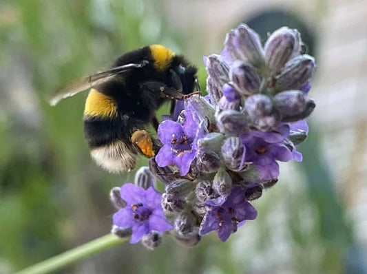 Bee card, recycled card, birthday card. Eco friendly card. Handmade card. Thank you card, blank gift card, English nature card, gift for her