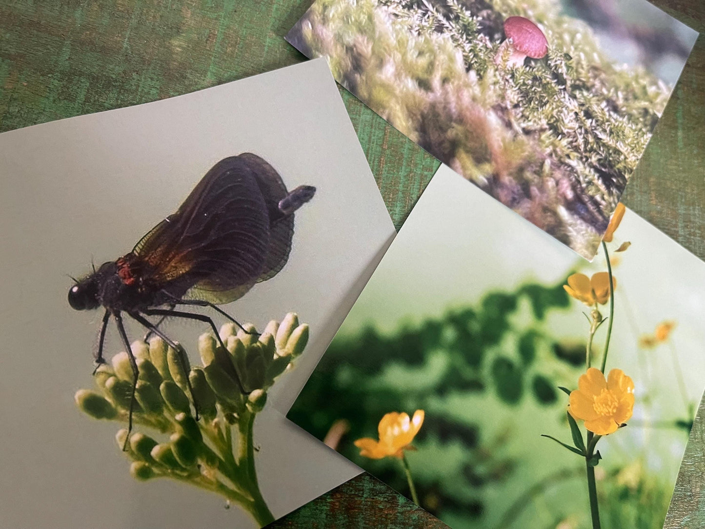 Wildlife photography card, recycled card, birthday card, wildlife card. Eco friendly card. Handmade card. Damselfly card, Thank you card.