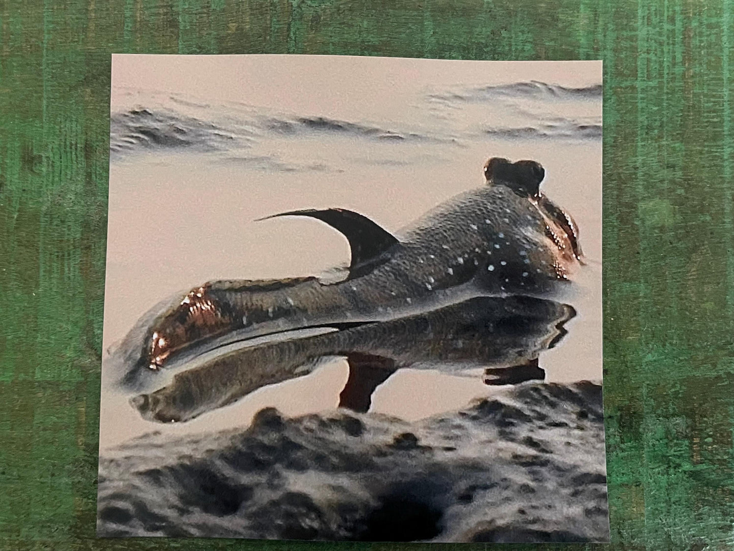 Mudskipper Card for fisherman, Handmade card, recycled card, seaside card, sunset card, fishermans card, eco friendly cards, recycled cards