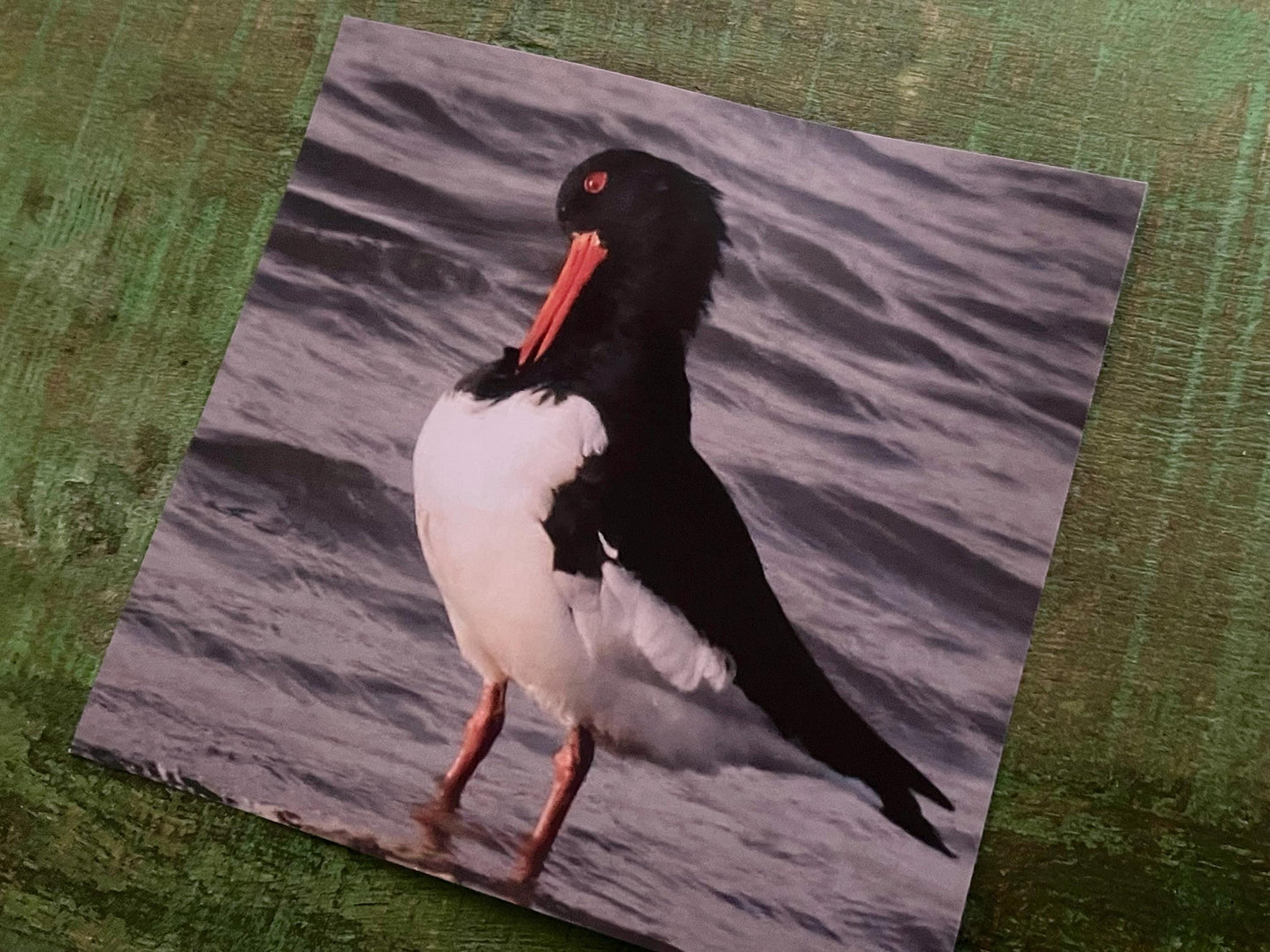 Oystercatcher card, recycled card, birthday card, English bird card. Eco friendly card. Handmade card. Unusual Thank you card, blank card