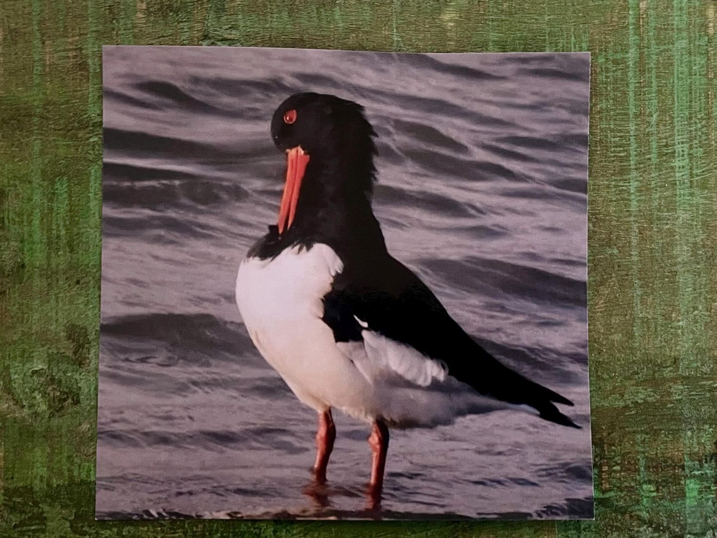 Oystercatcher card, recycled card, birthday card, English bird card. Eco friendly card. Handmade card. Unusual Thank you card, blank card