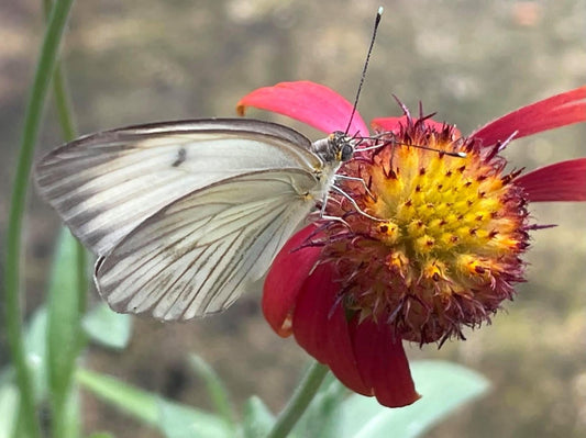 White butterfly card, recycled card, birthday card, wildlife card. Eco friendly card. Handmade card. Unusual card, Thank you card, eco card