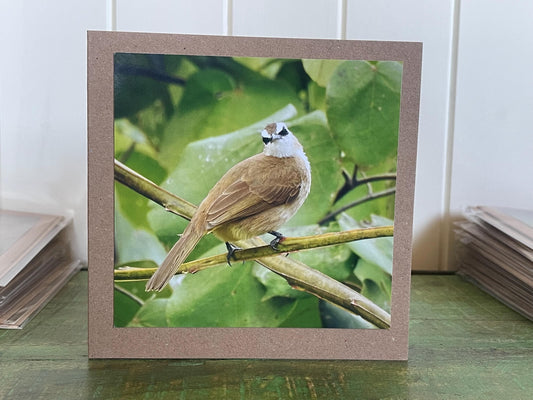 Yellow-vented bulbul card, recycled card, birthday card, English bird card. Eco friendly card. Handmade card. Unusual Thank you card, blank