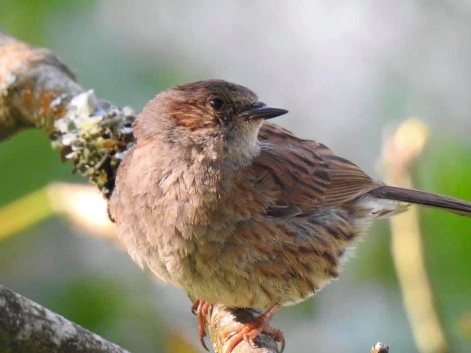 Dunnock card, recycled card, birthday card, English bird card. Eco friendly card. Handmade card. Unusual Thank you card, blank sparrow card