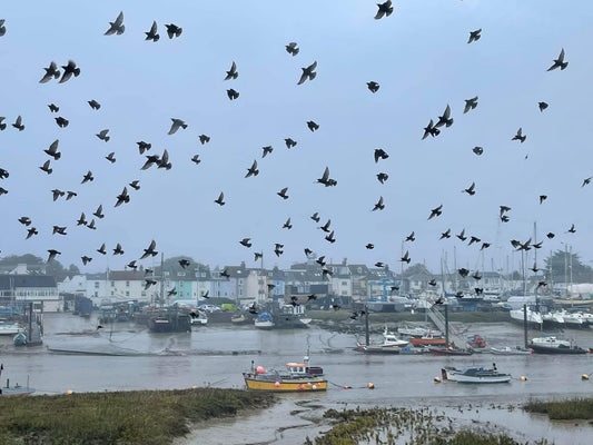 Sunset card, recycled card, birthday card, Eco friendly card. Handmade card. Unusual Thank you card, blank gift card starling murmuration