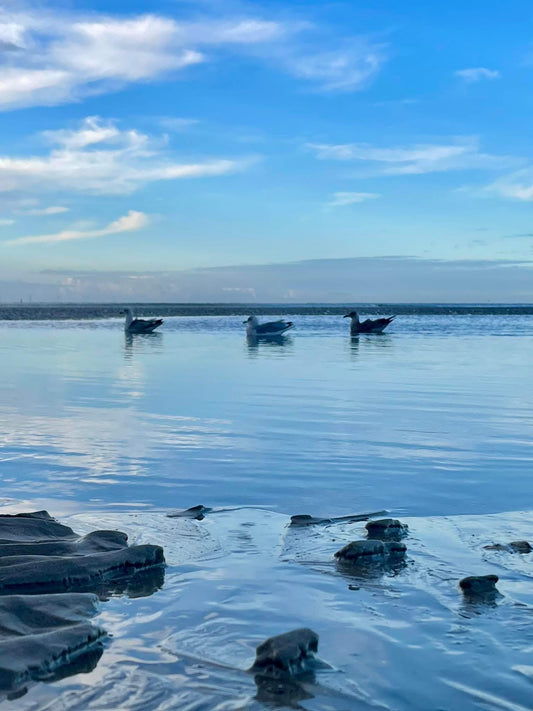 Seagull card, recycled card, birthday card, recycled card. Eco friendly card. Handmade card. Unusual Thank you card, blank gift card, bird
