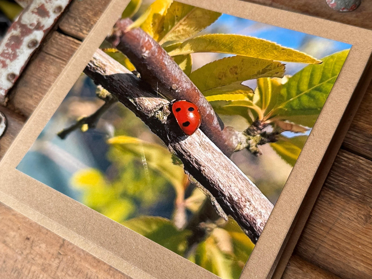 Ladybird card, recycled card, birthday card. Eco friendly card. Handmade card. Thank you card, blank card, English nature card, gift for her