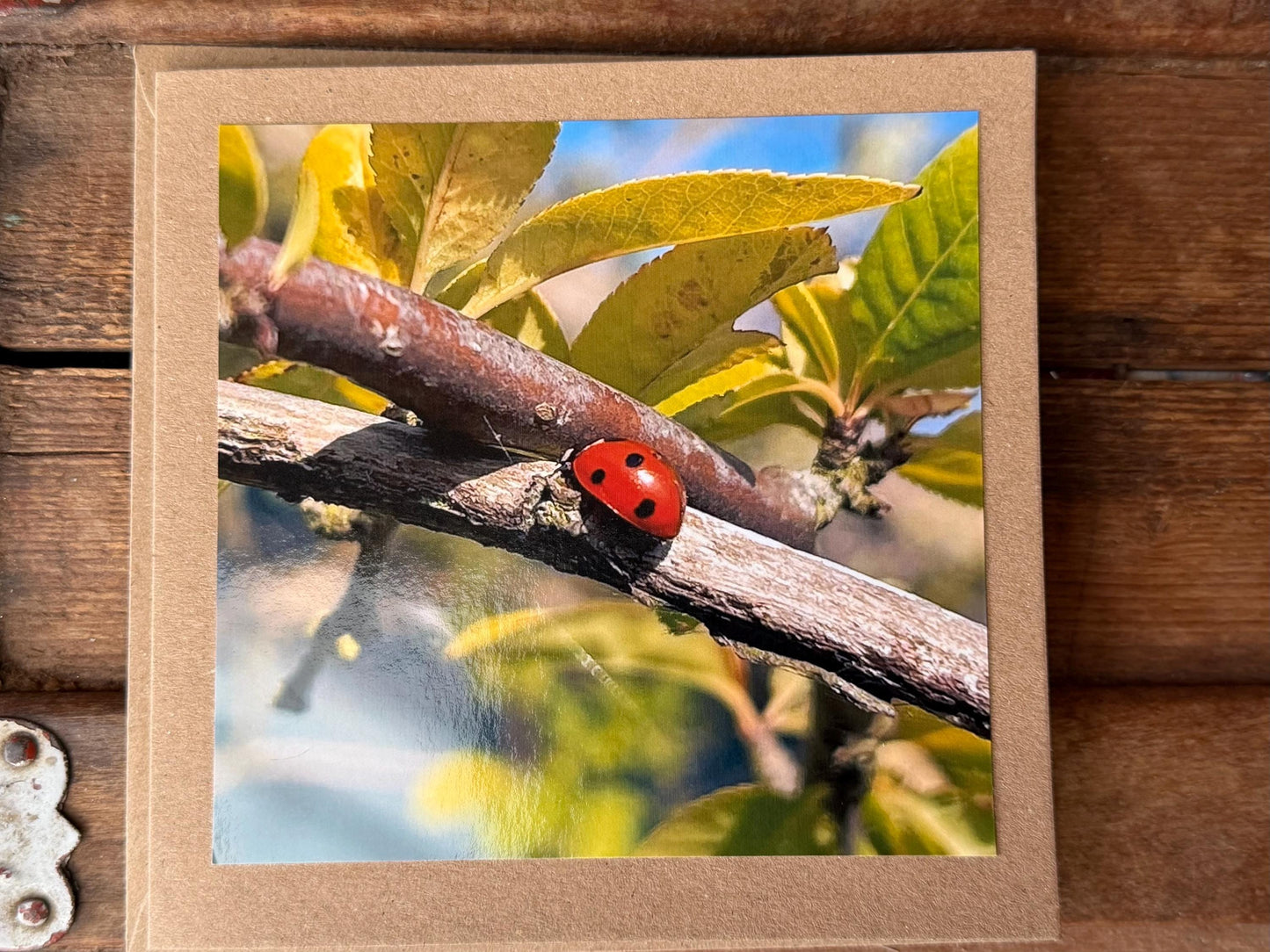 Ladybird card, recycled card, birthday card. Eco friendly card. Handmade card. Thank you card, blank card, English nature card, gift for her
