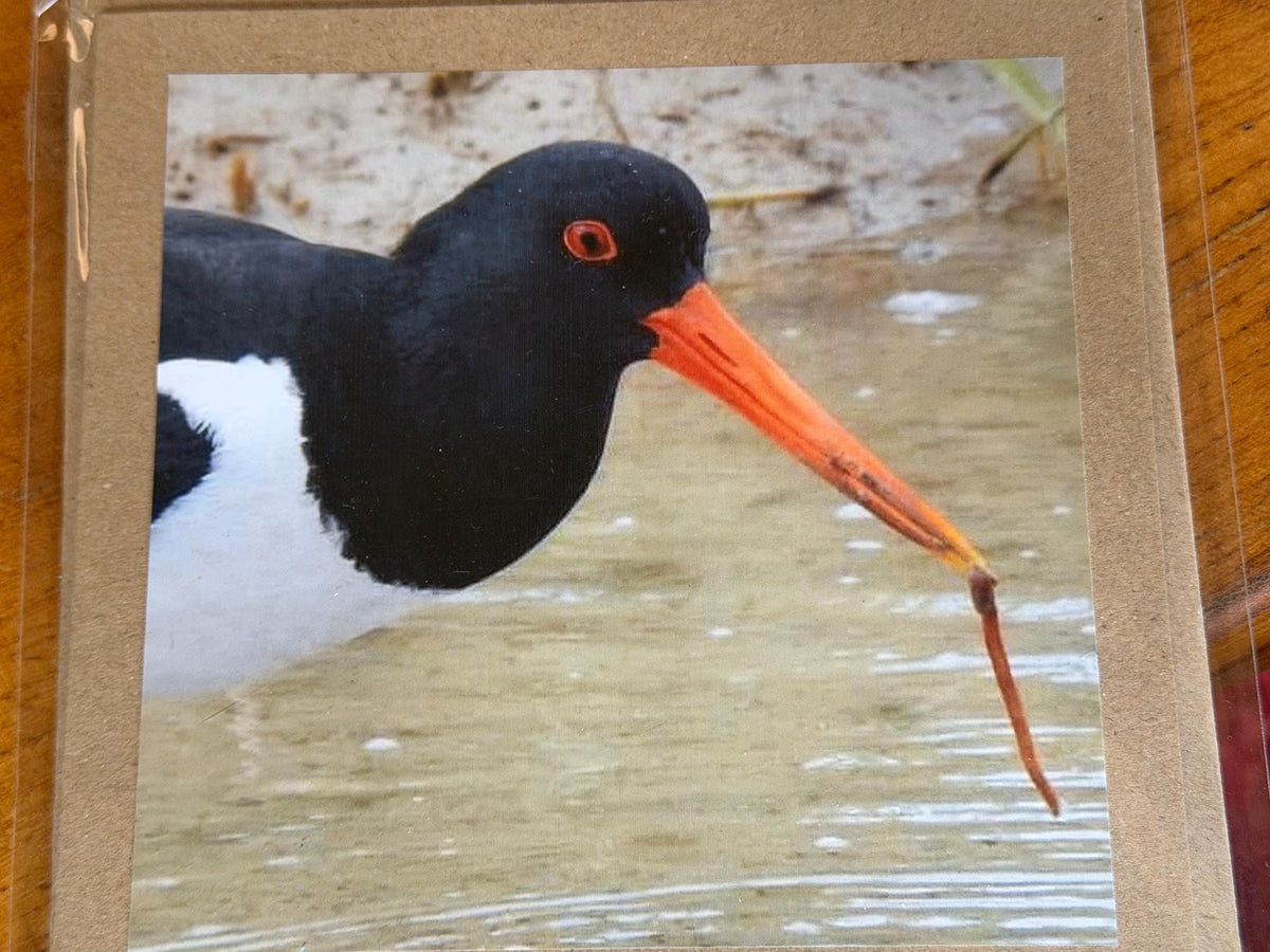 Oystercatcher card, recycled card, birthday card, English bird card. Eco friendly card. Handmade card. Unusual Thank you card, blank card