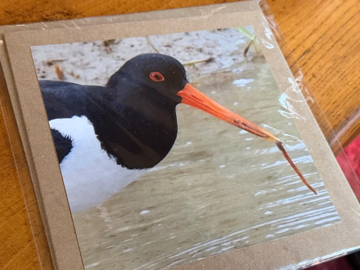 Oystercatcher card, recycled card, birthday card, English bird card. Eco friendly card. Handmade card. Unusual Thank you card, blank card