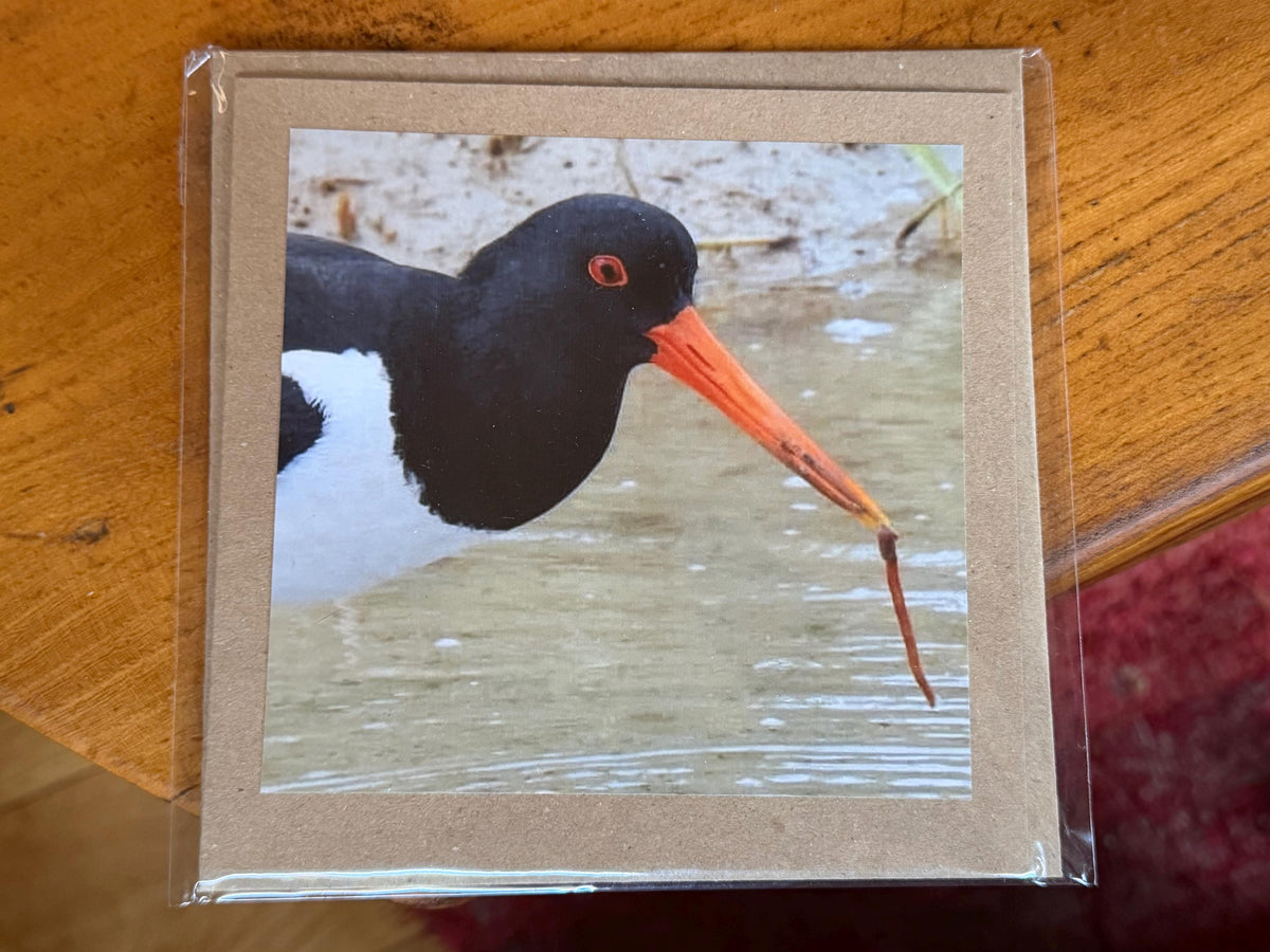 Oystercatcher card, recycled card, birthday card, English bird card. Eco friendly card. Handmade card. Unusual Thank you card, blank card